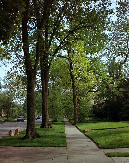 Trees